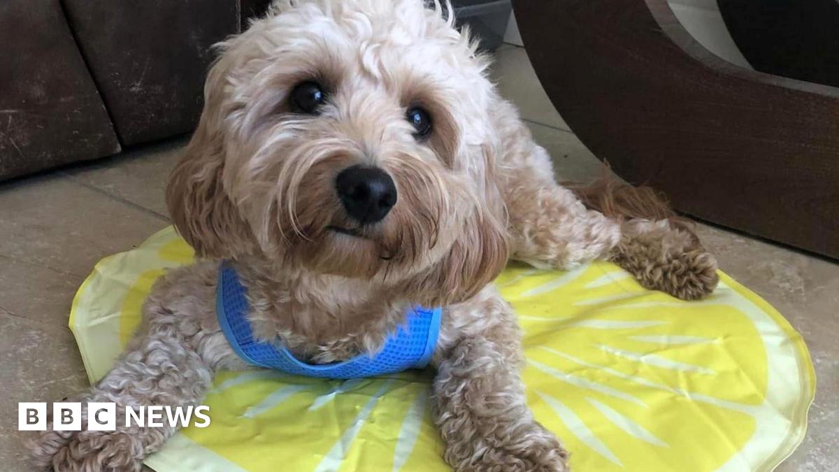 MissingPetsGB's tweet card. Dawn Littler is offering a reward to find the dog which has been missing for three years.