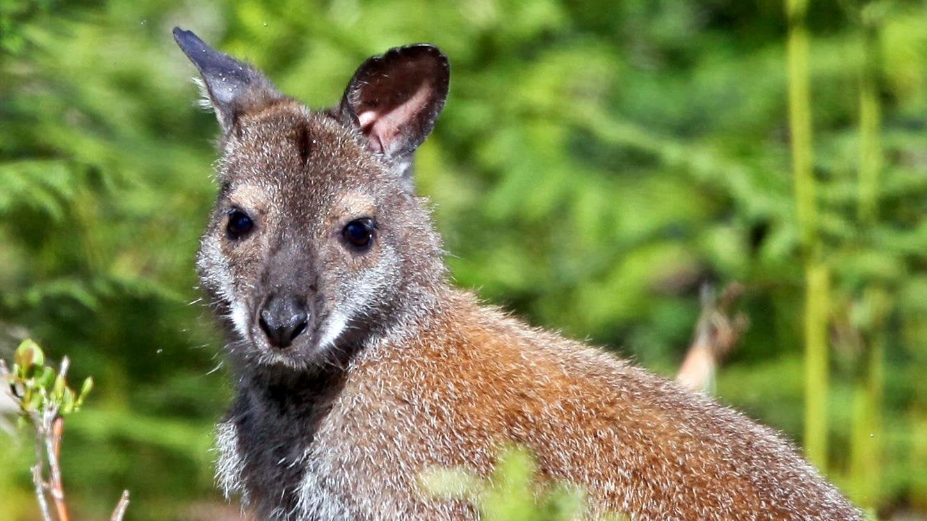 trangpang's tweet card. Save the wallabies of Loch Lomond
