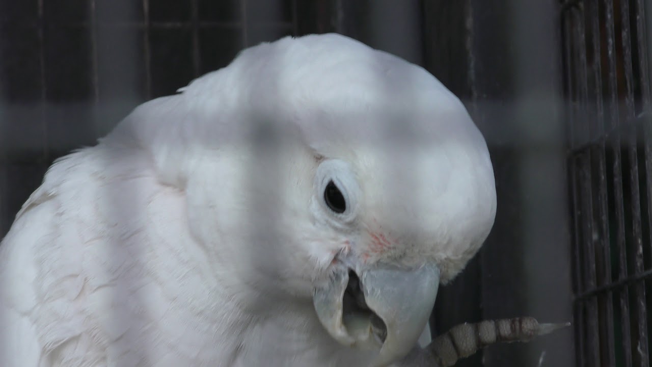 nekochanniko's tweet card. シロビタイムジオウム (埼玉県こども動物自然公園) 2018年2月3日