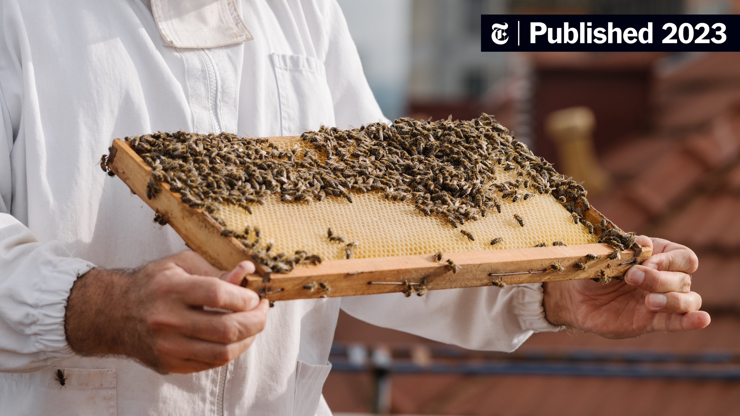 beegeek's tweet card. In Slovenia and around the world, conservationists try — and mostly fail — to combat the widespread belief that honey bees are in danger.