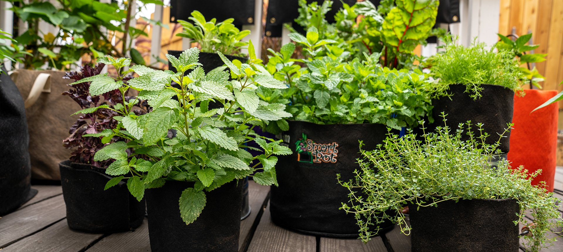 SmartPots's tweet card. Smart Pot fabric planters grow bigger, healthier roots for vegetables, herbs, and flowers. USA-made, BPA & lead free since 1984. Shop fabric grow bags, raised beds, and Compost Sak.