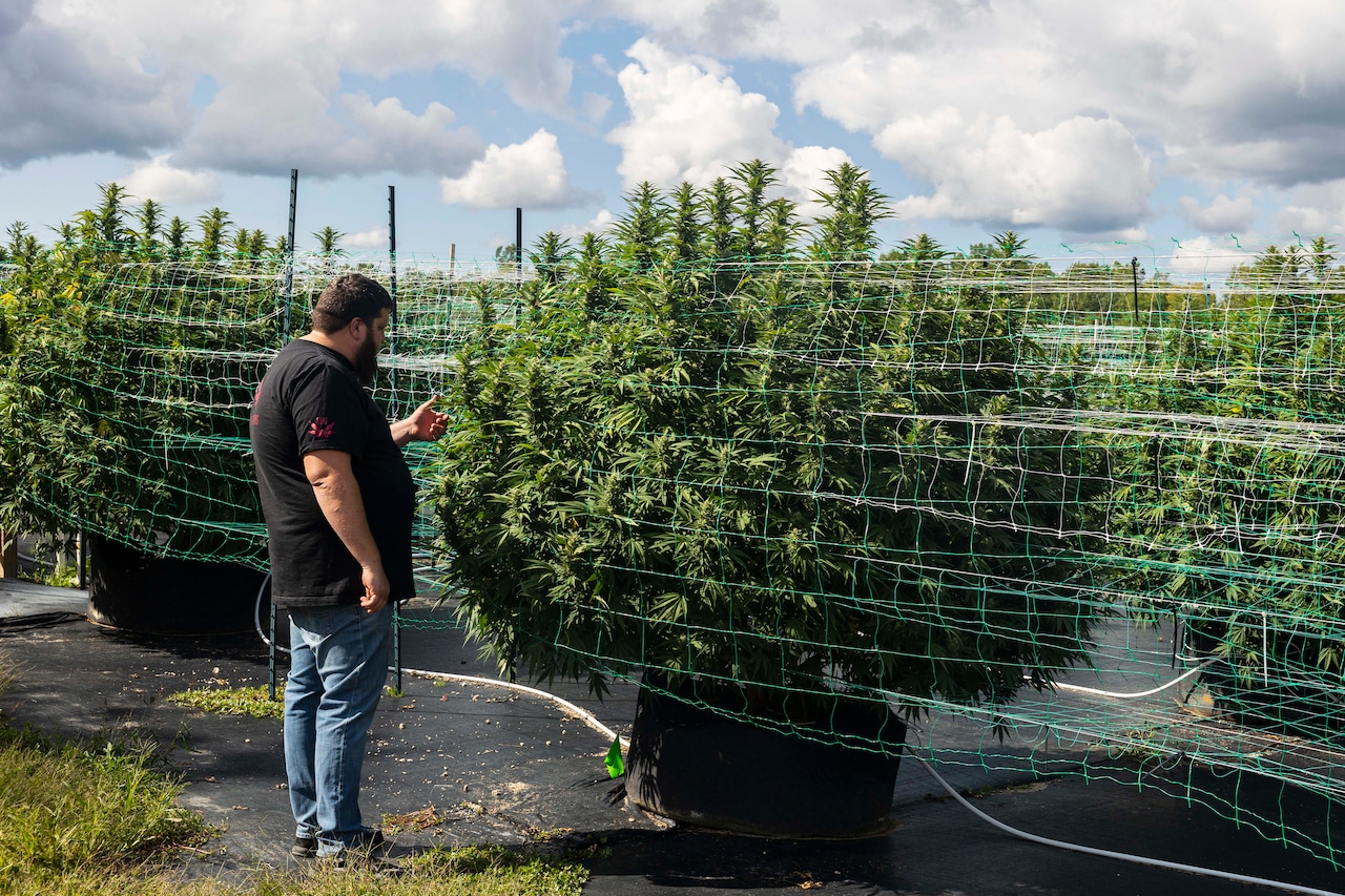 grasshopprfarms's tweet card. Most of Michigan’s cannabis is grown in tightly controlled indoor environments, but some producers are taking the risk, growing a more earthy variety outdoors, where costs – to farmers and the...