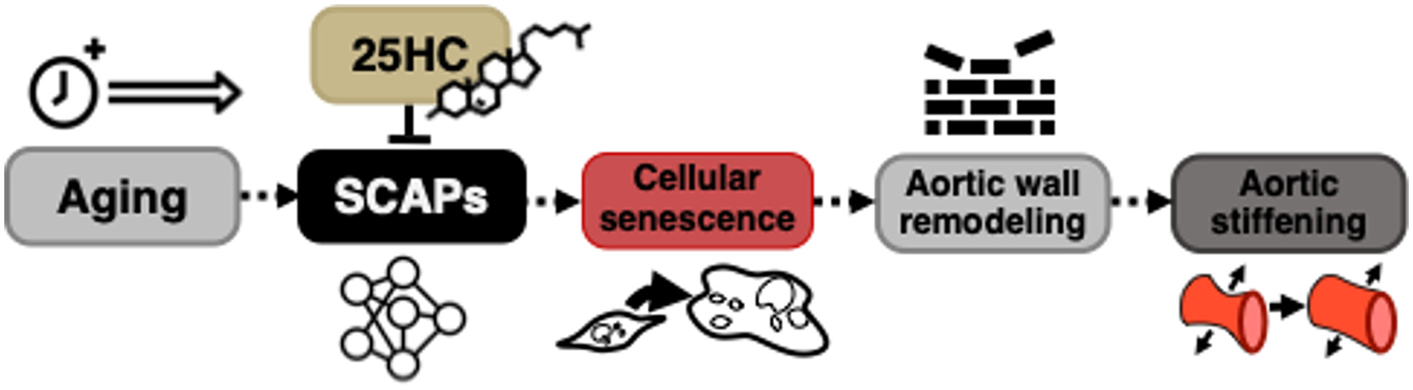 CUAgingLab's tweet card. 25-hydroxycholesterol (25HC) targets senescent cell anti-apoptotic pathways (SCAPs) to reduce vascular cell senescence, favorably remodel aortic wall components, and reduce aortic stiffening with...