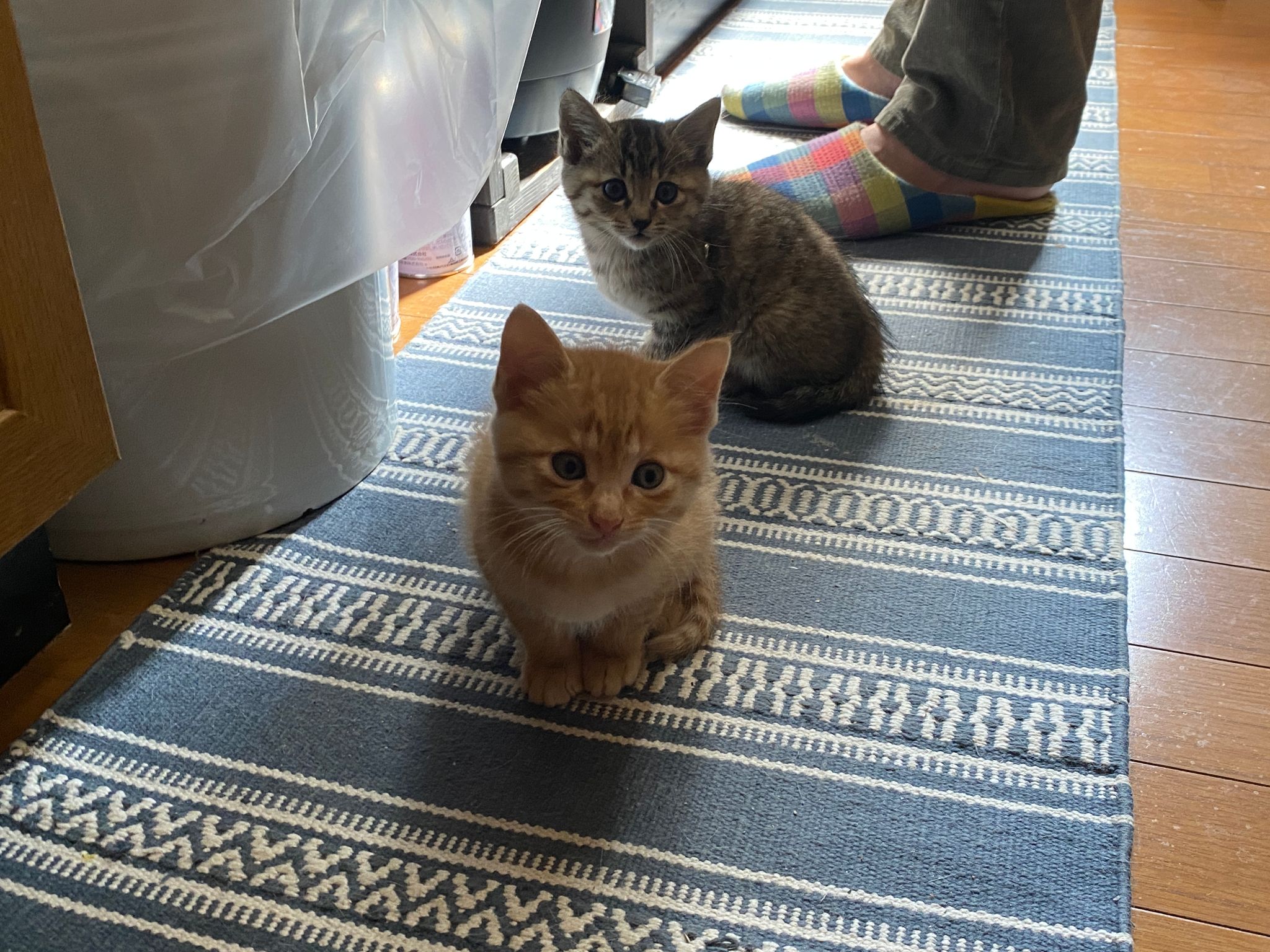 sheep_yama's tweet card. ヒトも動物も、病気の主原因が食事や環境という場合が多くあります。例えばめまいや吐き気が続く場合、原因は毎日お使いの洗濯洗剤だったなど…。ただ、このような原因を探し当てるのはなかなか困難です。一般的な病院を受診すると、「異常なしです」と言われ…