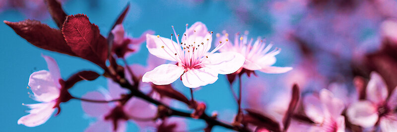 RubyOnRailsBa's tweet card. We are excited to bring Rack 3 support to Hanami! We now support both versions 2 and 3, so you can use whichever version of Rack suits your situ...