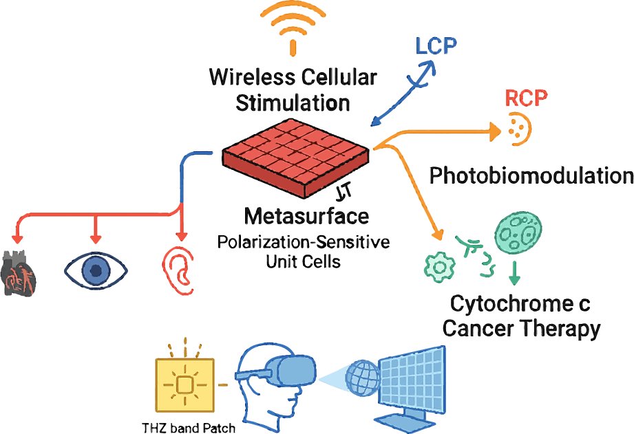 RITphotonics's tweet card. Light: Science & Applications - Metasurfaces enable wireless stimulation and polarization-sensitive therapies in biomedical implants, supporting THz power transfer and photobiomodulation for...