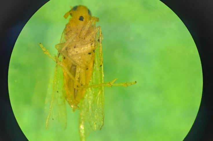 RuralNetOficial's tweet card. La Red Nacional de Monitoreo de Dalbulus maidis presentó su 30º informe y confirmó que la chicharrita continúa prácticamente ausente en todas las regiones maiceras del país. Solo algunos focos...