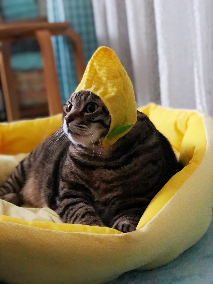 algonquins_cb's tweet card. こんばんは〜りこぴんです*\(^o^)/*猫の帽子ガチャガチャ👒に新作が出ていたので回してみました✨とうもろこし😂😂😂🌽🌽とうもろこし😂😂😂🌽🌽とうもろこし欲…