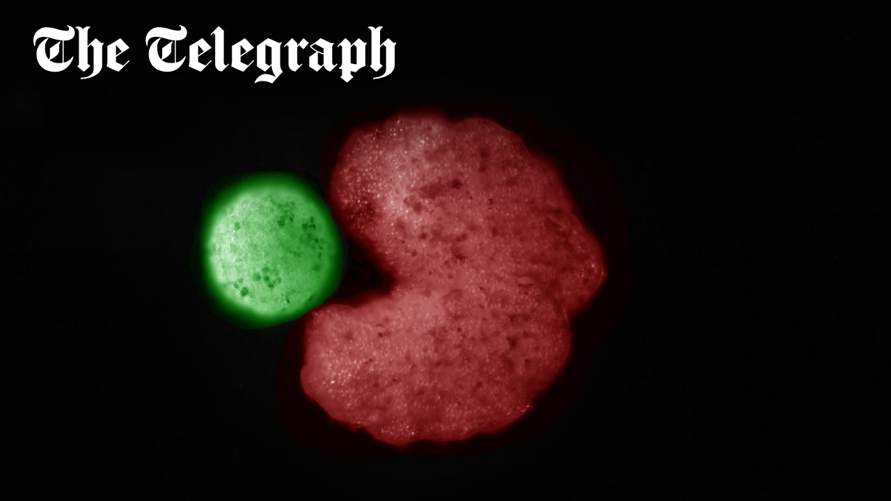 Telegraph's tweet card. Scientists say breakthrough using microscopic animal-machine hybrids could lead to self-replicating technology