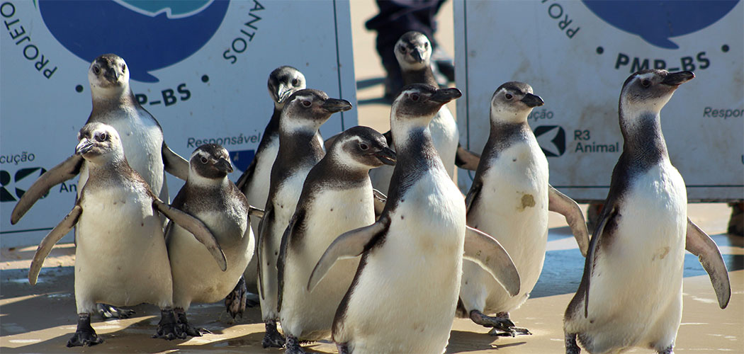 TVBomDiaSC's tweet card. Bom Dia SC - Neste sábado (20), a praia de Florianópolis foi palco de um momento especial: a soltura de onze pinguins-de-Magalhães, resgatados em praias de