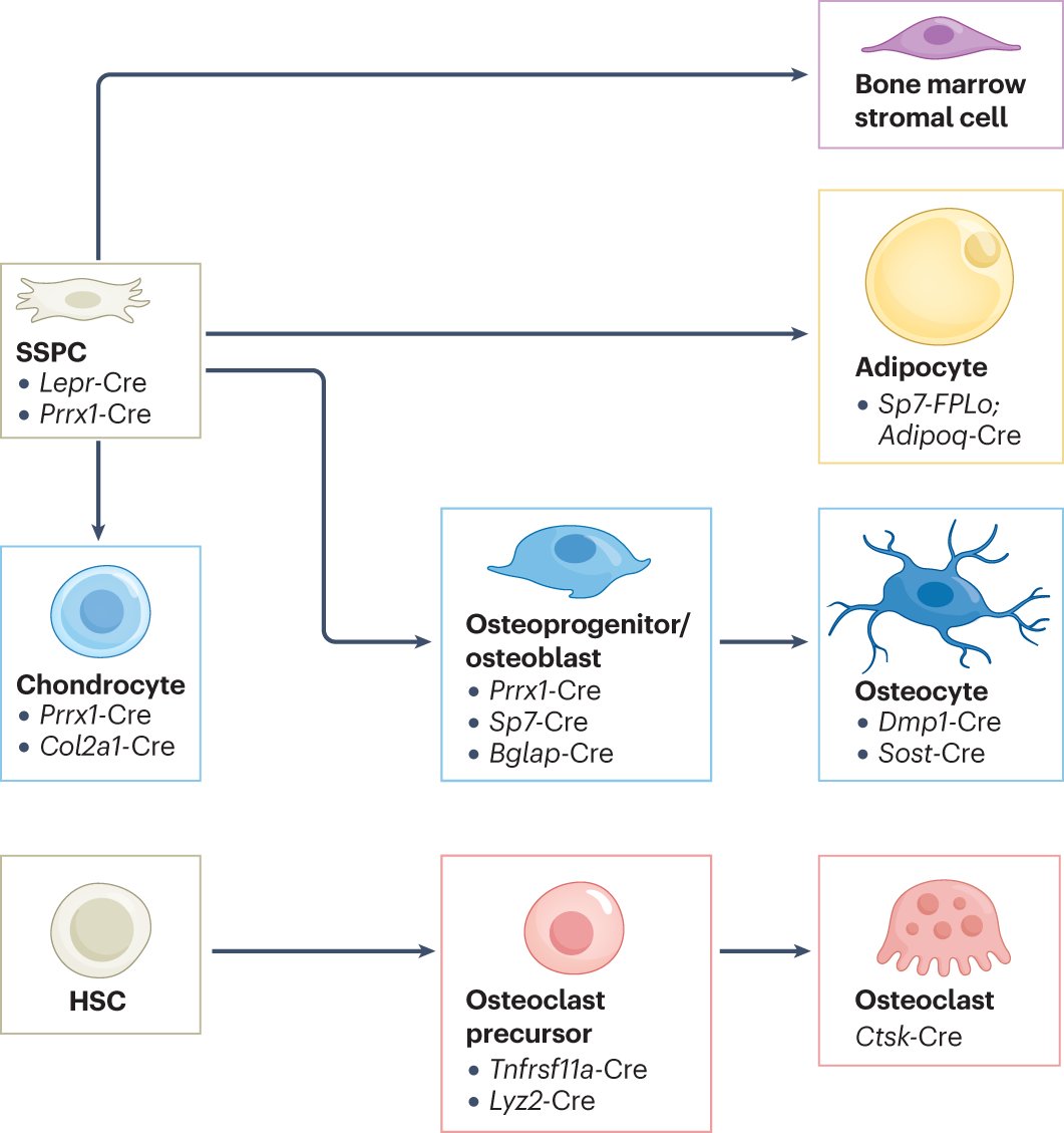 SteveStegen's tweet card. Nature Reviews Endocrinology - The skeleton is a metabolically active organ, with bone formation and maintenance relying on highly anabolic, nutrient-consuming processes. Here, the authors describe...