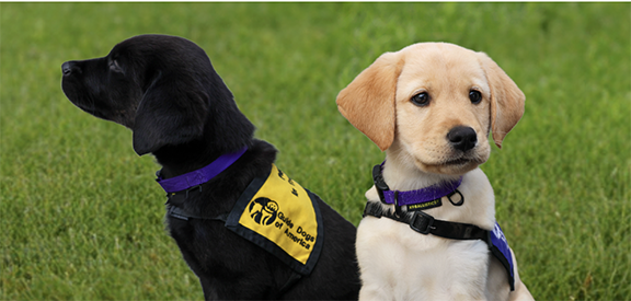 ValleyNewsGroup's tweet card. By Danrochelle D. Yumul When someone takes their first confident step with a Guide Dogs of America dog by their side, you can almost see their whole world open up again. For more than 70 years, Guide...