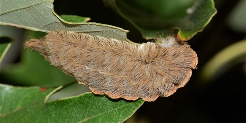 netguide's tweet card. Par FredZone : Des scientifiques de l’Université de Queensland viennent de faire une découverte intéressante sur la chenille aspic, connue également sous le nom scientifique Megalopyge opercularis....