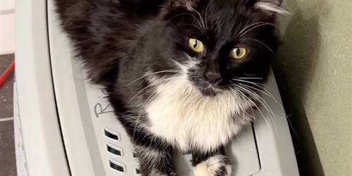 netguide's tweet card. Par Woopets : Tout abandon est un drame pour l’animal qui le subit, mais il l’est davantage lorsque l’animal en question a grandement besoin d’attention. Ce fut le cas de Josie, une jeune chatte sur...