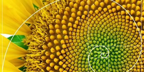 netguide's tweet card. Par Daily Geek Show : Dans la nature, les spirales sont très courantes. La plupart d’entre elles sont décrites par la série mathématique appelée Fibonacci. Nommée d’après le mathématicien italien...