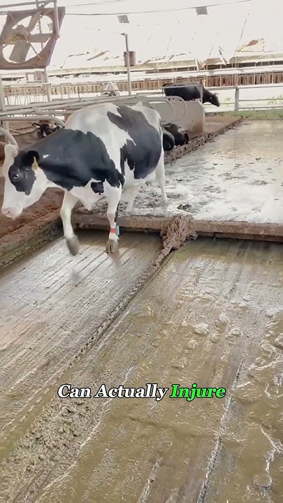 fish38421672's tweet card. This Barn Goes From Filthy to Clean in Seconds. #system #clean...