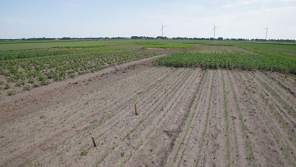 uienteelt's tweet card. Volgens akkerbouwer Dirk Jan Beuling en wetenschapper Ernst van den Ende verdient de landbouw een plek in Nederland. Bij hun presentaties tijdens het jubileum van HLB wezen ze op het belang van de...