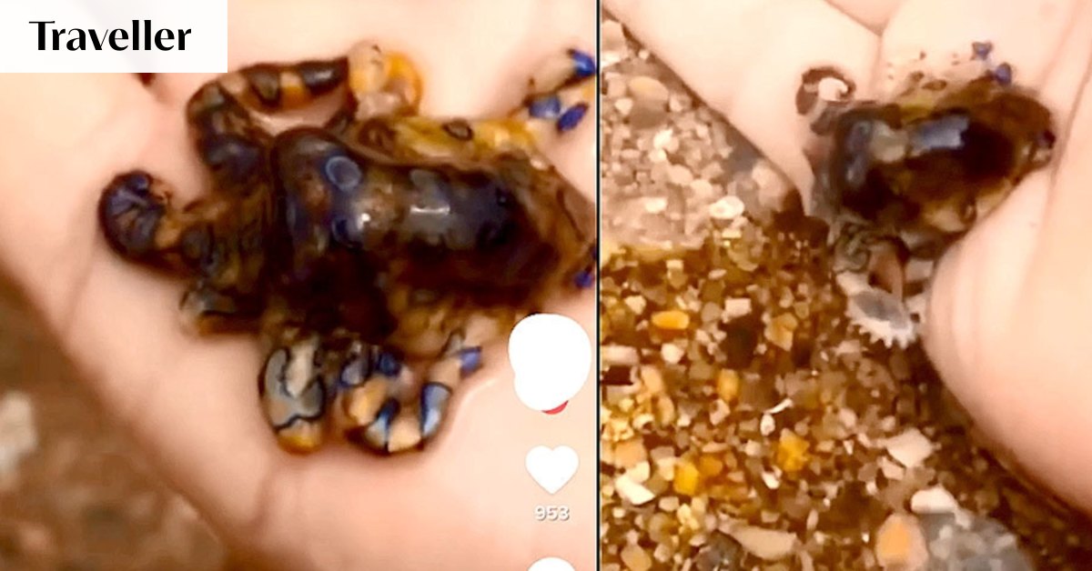 VHSScience's tweet card. A seemingly ignorant tourist has courted danger by picking up and playing with a deadly blue ringed octopus.