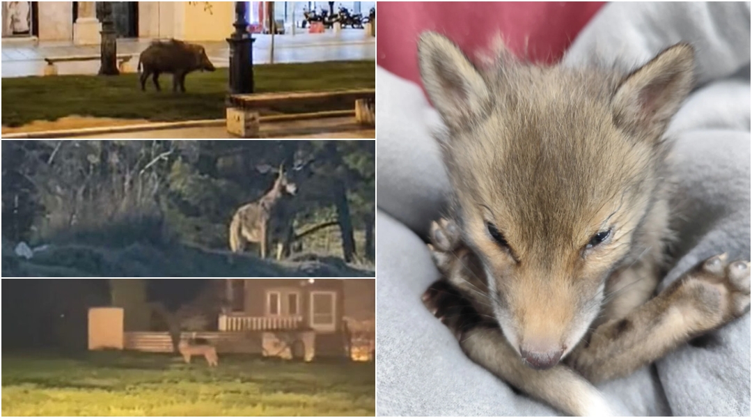 parallaximag's tweet card. Τι λέει στην Parallaxi ο Ιάσονας Μπάντιος της Περιβαλλοντικής Οργάνωσης «Καλλιστώ» για την συχνή παρουσία άγριων ζώων σε κατοικημένες περιοχές - Τι πρέπει