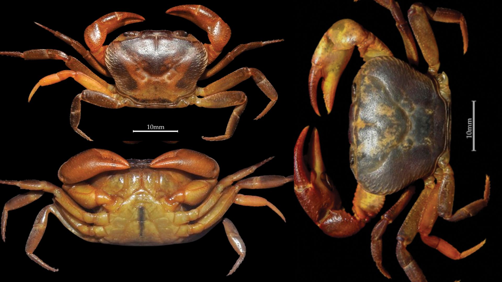 SciResMatters's tweet card. A new zoological discovery has been announced, with the description of a new genus and species of freshwater crab belonging to the family Gecarcinucidae.