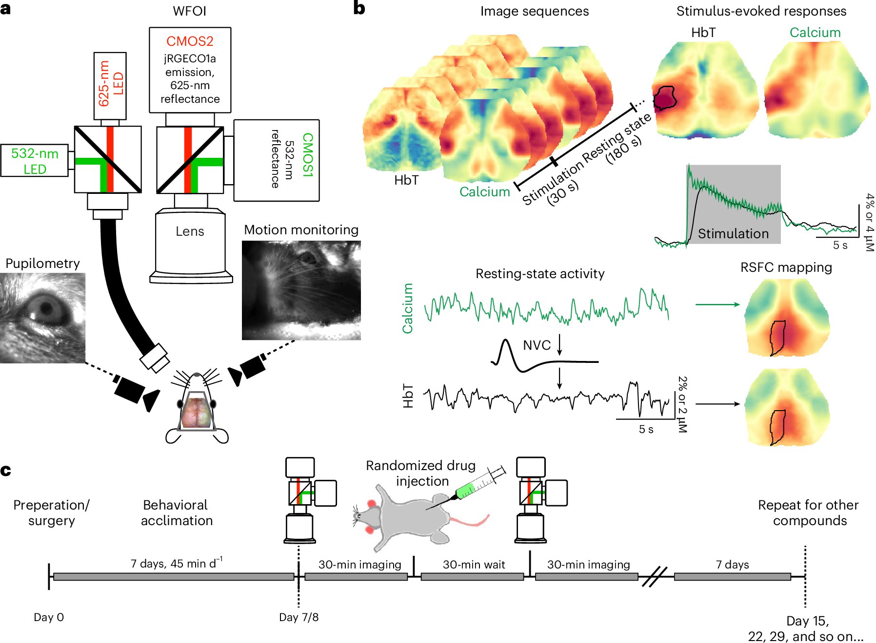 NatureNeuro's tweet card. Nature Neuroscience - Padawer-Curry et al. show that the hallucinogenic 5-HT2A receptor agonist DOI alters neurovascular coupling in mice, with implications for the interpretation of human fMRI...