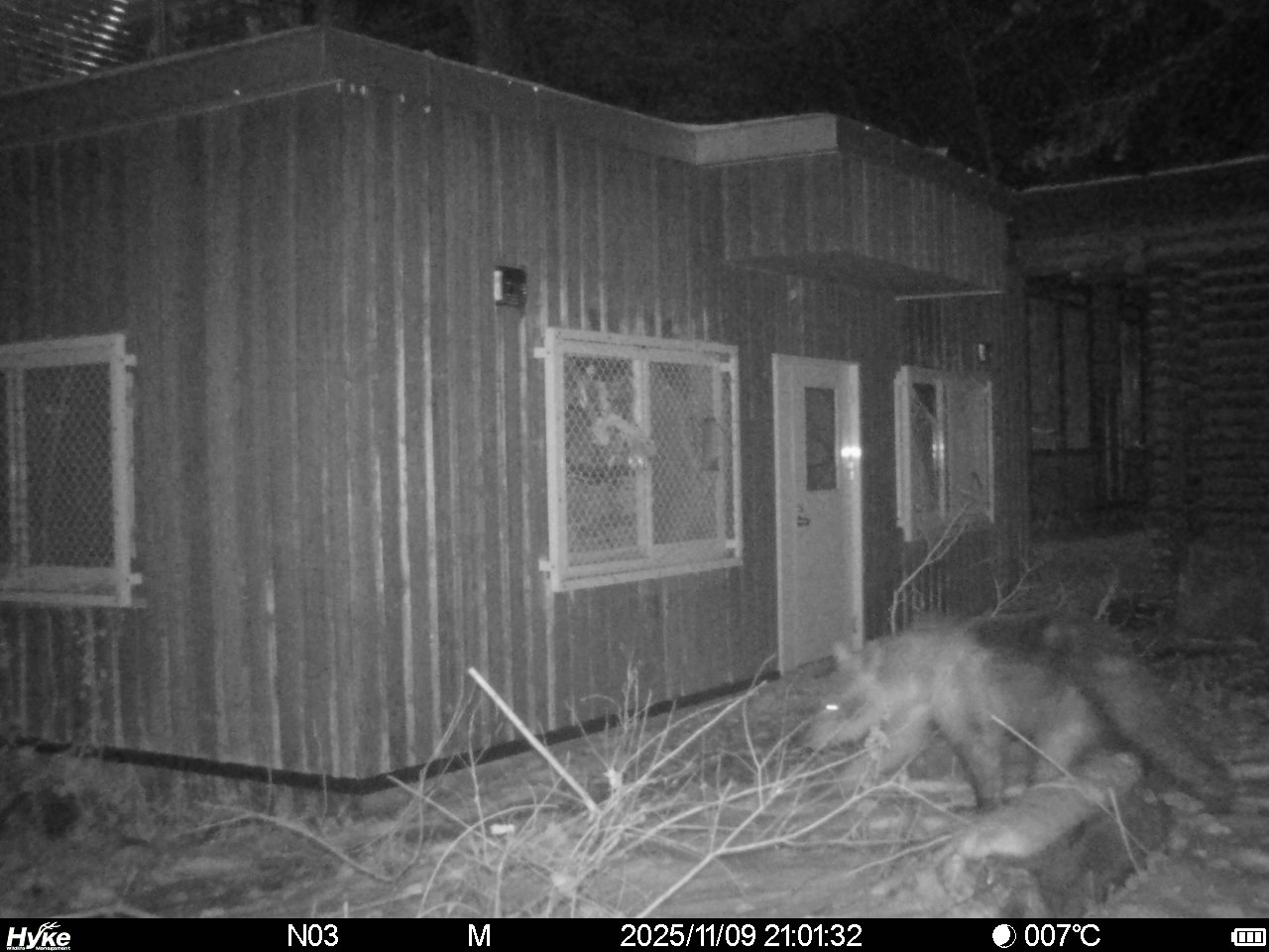 Cheriopolarbear's tweet card. 　札幌市の円山動物園で11月9日から10日にかけて、ヒグマとみられる足跡が園内の複数箇所で発見されました。動物園は9日正午から臨時閉園し、市は円山公園の一部と自然歩道「円山ルート」を約2週間閉鎖して