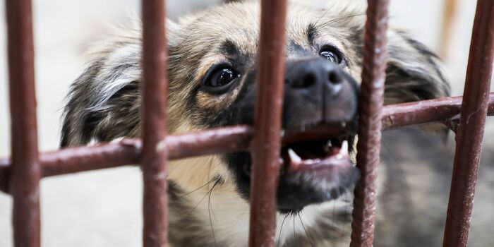 monkey_moo18's tweet card. 90% of the animals rescued had serious skin infections, likely due to severe flea infestations. (55765 signatures on petition)