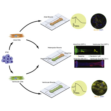 milicaruoft's tweet card. A scalable cardiac tissue cultivation platform enables assessment of multiple parameters of atrial and ventricular tissue function, drug testing, and disease modeling.