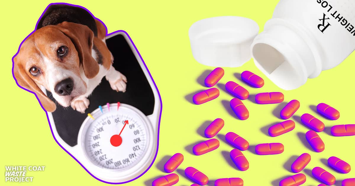WhiteCoatWaste's tweet card. New federal contracts obtained by WCW via FOIA reveal that NIH-funded white coats are force-feeding beagles and pigs diet pills meant to replicate the effects of gastric bypass surgery.
