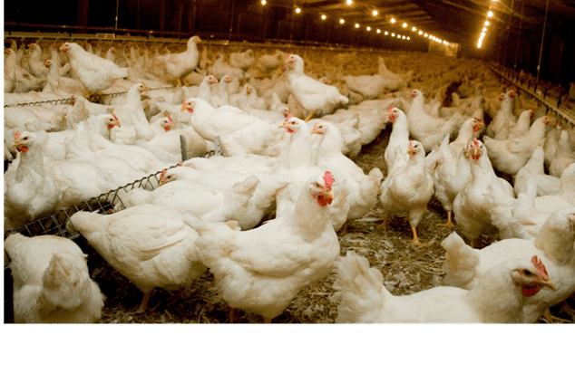 USDA_NIFA's tweet card. In the wake of the Highly Pathogenic Avian Influenza (HPAI) outbreak on the Delmarva Peninsula, the University of Maryland Extension (UME) Poultry Team is helping chicken farmers combat the ongoing...