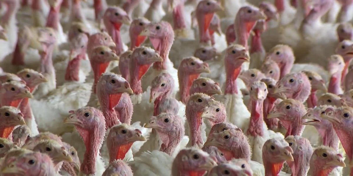 TAMUPOSC's tweet card. A Texas A&M undergraduate helped develop the first 3‑D model of a turkey gut, giving researchers a way to study and fight blackhead disease outside live birds and potentially protect the turkey...