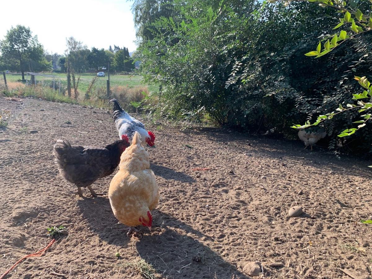 PNWAgNetwork's tweet card. Last week, the Washington State Department of Agriculture confirmed new cases of highly pathogenic avian influenza in domestic birds in Whatcom, Grays Harbor and Snohomish counties.