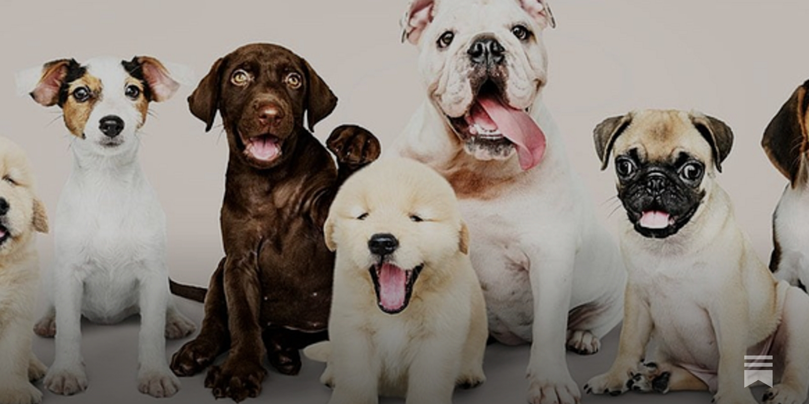 StevenS23337721's tweet card. Puppy store bans are sold to the public as a humane victory, yet it is clear they significantly reduce animal welfare overall.