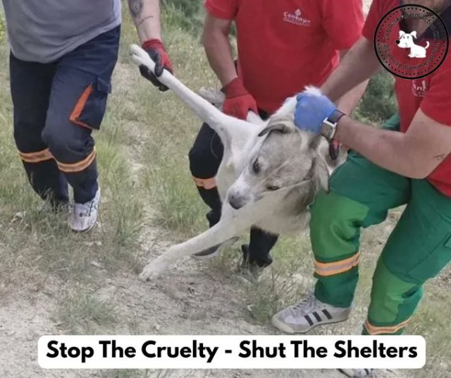 DogDeskAction's tweet card. To: The Government of the Republic of TürkiyeSubject: Stop the Cruelty — Shut the Shelters Now Yesterday, the world watched in horror as yet another tragedy unfolded in a Turkish municipal shelter …