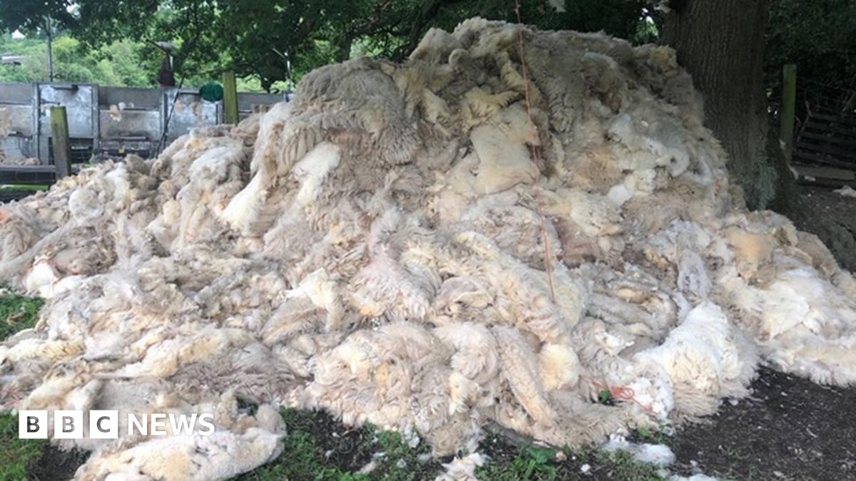 NetZeroHow's tweet card. David Jones, a farmer on the Long Mynd, spends £1 shearing a sheep and makes just 30p per fleece.