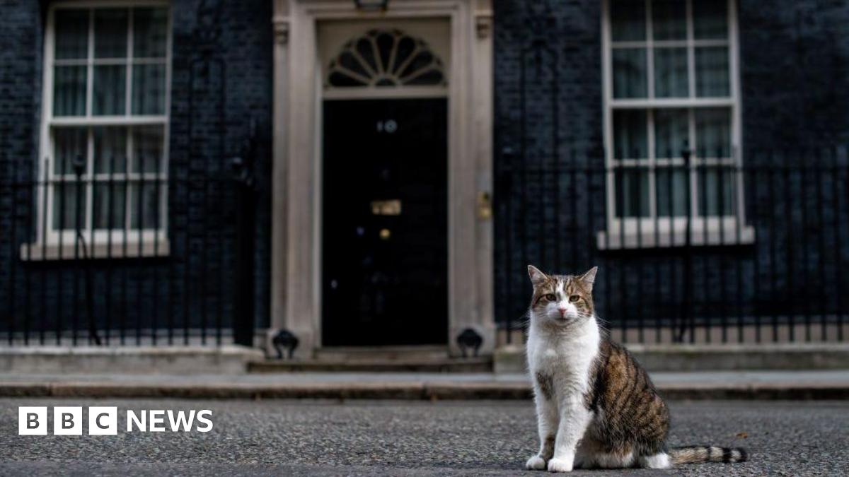 ladymolecatcher's tweet card. Parliament has been advised cats would face risks, including from construction and self-closing doors.