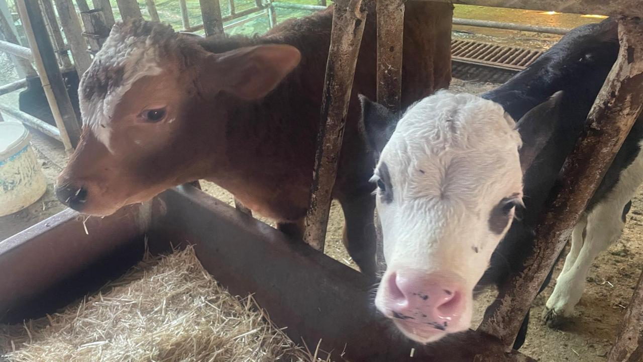 ciftcidostucom's tweet card. ABD Tarım Bakanlığı, Türkiye'de kişi başına 20 kilogram et tüketiminin gerçeği yansıtmadığını belirtti