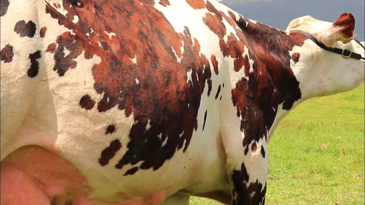 OSNORMANDE's tweet card. DARCY (PRIMATE X HOLLYDAYS)