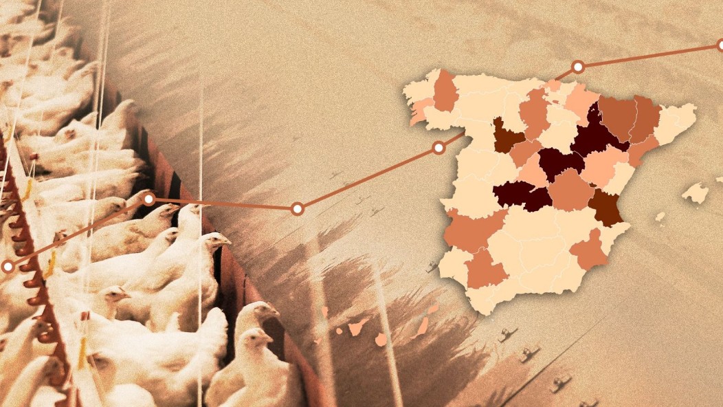 Plenainclusion's tweet card. La gripe aviar causa problemas en varias granjas de gallinas y pollos. El Gobierno ordena que todas las aves se queden dentro para evitar que la enfermedad crezca.