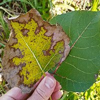 Tweet card summary image