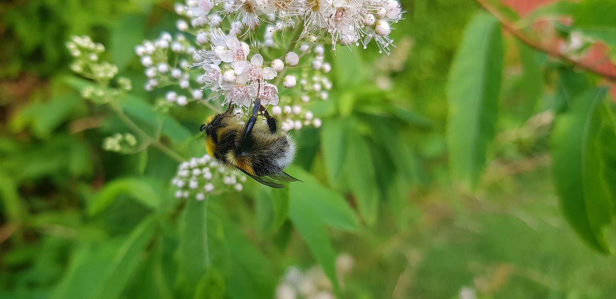 SocialClimaTech's tweet card. Embracing Lagom