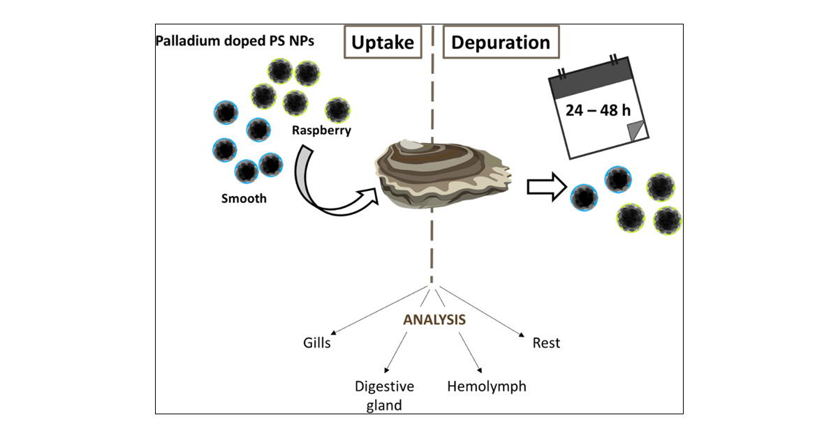FranciscaGNR's tweet card. Nanoplastics (NPs; <1 μm) have greater availability to marine organisms than microplastics (1–5000 μm). Understanding NP uptake and depuration in marine organisms intended for human consumption is...