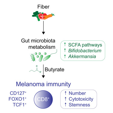 ImmunityCP's tweet card. The gut microbiome impacts immunity at various levels, including response to immunotherapy. Bachem et al. find that metabolic pathways shared across different microbiota constituents, including SCFA...