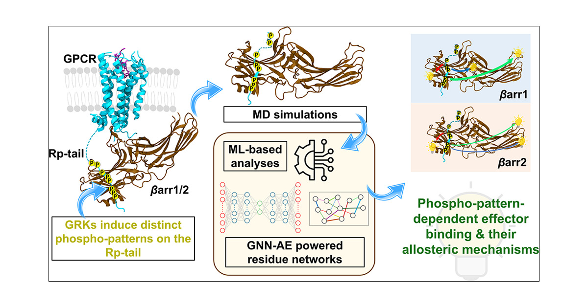 JCIM_JCTC's tweet card. β-Arrestins (βarr1 and βarr2) are key transducers of G protein-coupled receptor (GPCR) signaling, orchestrating both shared and isoform-specific intracellular pathways. Phosphorylation of the...
