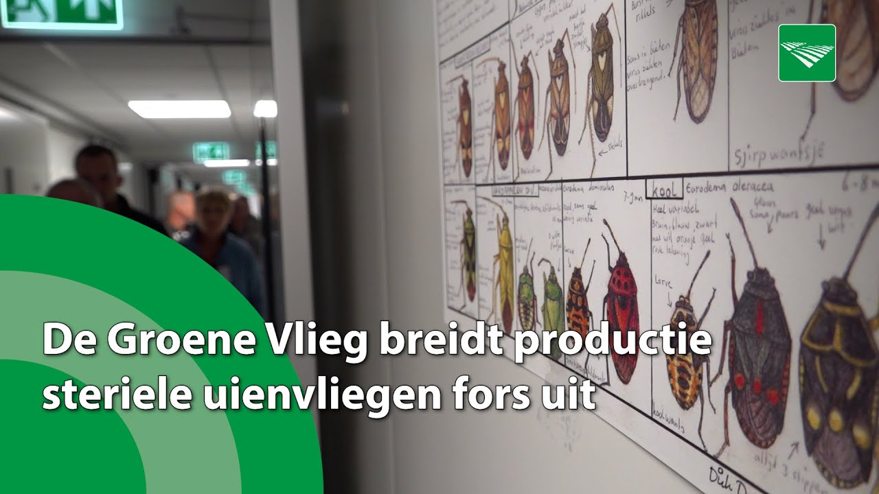 nieuweoogstnl's tweet card. De Groene Vlieg breidt productie steriele uienvliegen fors uit