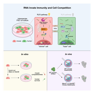 CellCellPress's tweet card. Interspecies PSC co-culture induces horizontal RNA transfer that activates innate immunity in “winner” mouse cells, a response that is alleviated by Mavs deletion, thereby enhancing “loser” human PSC...