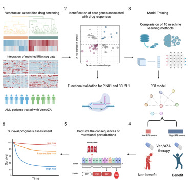CellRepMed's tweet card. Jin et al. integrate drug sensitivity testing, transcriptomics, and functional assays to uncover key determinants of venetoclax-azacitidine (VEN/AZA) response in AML. They develop an eight-gene model...