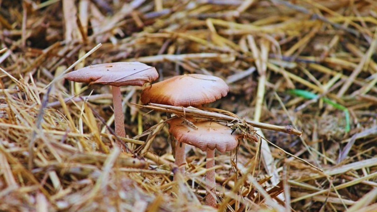 KisanTakChannel's tweet card. सुंदरगढ़ जिले में किसान अब पराली जलाने की बजाय उससे मशरूम और वर्मीकम्पोस्ट बनाकर लाखों कमा रहे हैं. जानिए कैसे खेती से जुड़ी इस पहल ने गांवों को आत्मनिर्भर बनाया.