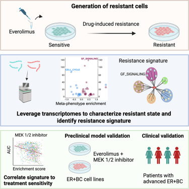 CellRepMed's tweet card. Everolimus is approved for treating advanced ER+ breast cancers, yet many patients develop resistance. Medina et al. identify SMARCD3 regulons linked to activation of alternate growth-factor signal...