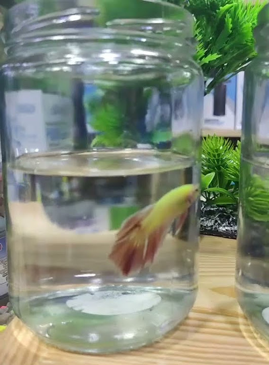 Gembrionic's tweet card. Pez Betta splendens Verde Fluorescente Transgénico